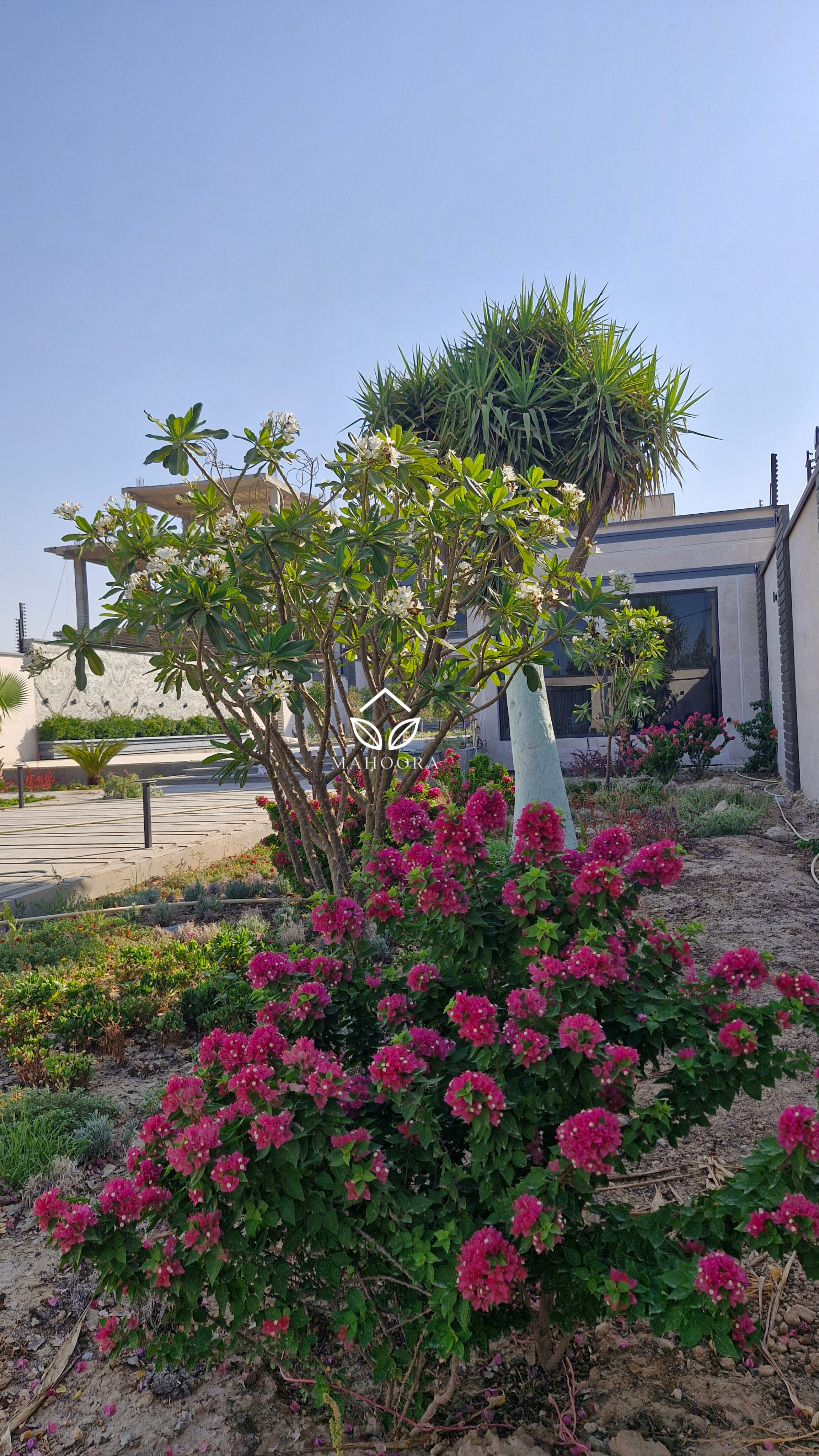 باغی در دل بندر گناوه